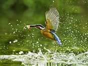 sue hsu's photo